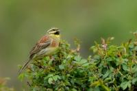 Emberiza cirlus