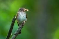 Muscicapa striata