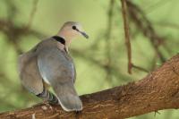 Streptopelia capicola