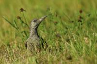 Picus viridis