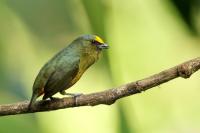 Euphonia gouldi