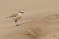 Charadrius marginatus