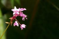 Sri Lanka - Flowers