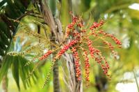 Thailand flora