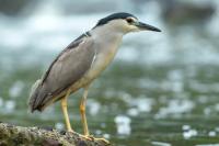 Nycticorax nycticorax