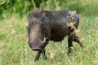 Common warthog