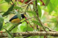 Euphonia minuta