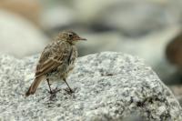 Anthus petrosus