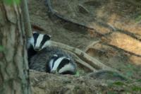 European badger