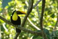 Ramphastos swainsonii