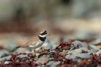 Charadrius hiaticula