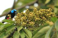 Dacnis venusta