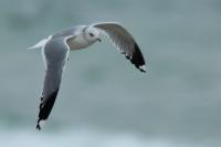 Larus canus