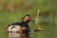 Podiceps nigricollis