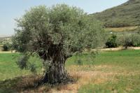 Cyprus FLORA