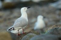 Larus bulleri 