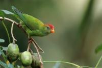 Sri Lanka FAUNA