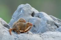 Common dwarf mongoose