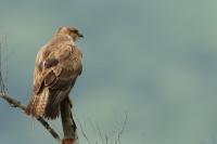 Buteo buteo vulpinus 