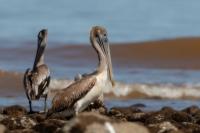 Pelecanus occidentalis