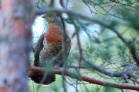 Sweden Fauna