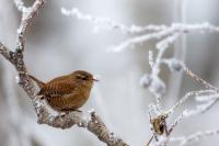 Troglodytes troglodytes