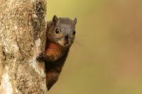 Variegated squirrel