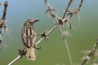 Cyprus FAUNA