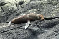 New Zealand sea lion