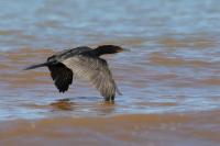 Phalacrocorax brasilianus