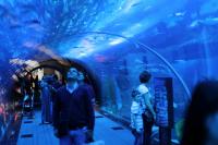 Dubai aquarium