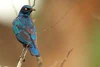 Lamprotornis nitens