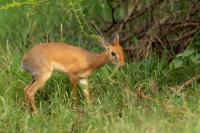 Kirk's dik-dik