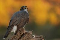 Accipiter gentilis