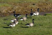 Branta bernicla