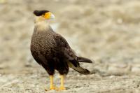 Caracara plancus