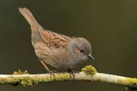 Ireland - fauna