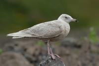 Larus hyperboreus