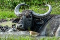 Wild water buffalo