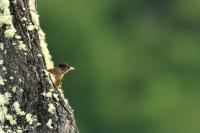 Turdus falcklandii