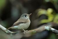 Muscicapa muttui