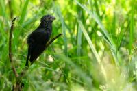 Crotophaga sulcirostris