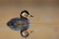 Podiceps grisegena