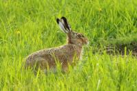 European hare