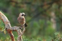 Garrulus glandarius atricapillus