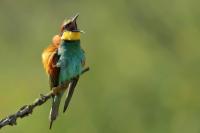 Merops apiaster