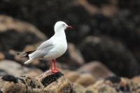 Larus novaehollandie