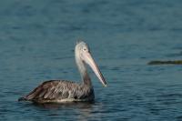 Pelecanus philippensis