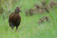 New Zealand -fauna