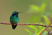 Colibri thalassinus